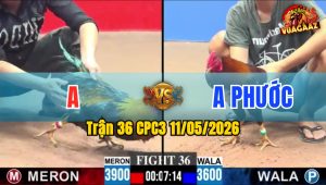 Trận 36 CPC3 11/05/2026 - Gà Anh Phước Đâm Đỏ Hư Hình