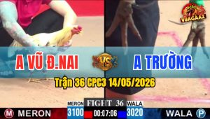 Trận 36 CPC3 14/05/2026 - Gà Anh Vũ Đồng Nai Khiến Đối Thủ Bỏ Chạy