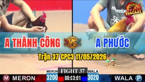 Trận 37 CPC3 11/05/2026 - Gà Đỏ Dở Giò Là Có Chân Xanh Khủng Bung Bồ