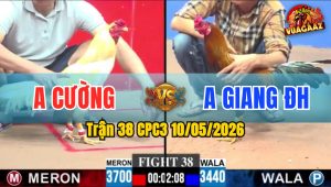 Trận 38 CPC3 10/05/2026 - Gà Úa Anh Cường Đá Canh Chặn Quá Hay