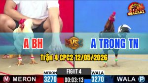 Trận 4 CPC2 12/05/2026 - Gà Bướm Đá Đòn Cựa Quá Hiểm Hóc