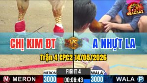 Trận 4 CPC2 14/05/2026 - Gà Bướm Của Chị Kim Đá Cựa Đâm Thấy Nóng Lạnh