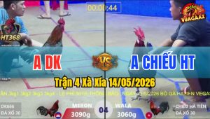 Trận 4 Xà Xía 14/05/2026 - Gà Anh Chiếu Đá Toàn Đâm Cựa Mu Lưng
