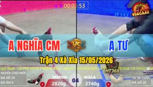 Trận 4 Xà Xía 15/05/2026 - Gà Úa Anh Tư Có Chân Cựa Cúp Điện