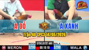 Trận 40 CPC3 14/05/2026 - Gà Đỏ Đá Ít Cựa Nhưng Rất Hiệu Quả
