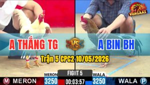 Trận 5 CPC2 10/05/2026 - Gà Anh Thắng Tiền Giang Đâm Cựa Quá Tịch
