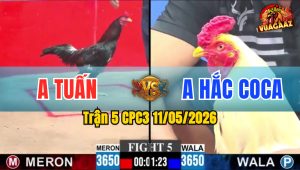 Trận 5 CPC3 11/05/2026 - Hắc Coca Đi Theo Doul CPC