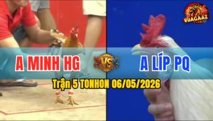 Trận 5 TONHON 06/05/2026 - Gà Bướm Anh Líp PQ Đâm Cựa Quá Dã Man