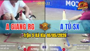 Trận 5 Xà Xía 10/05/2026 - Gà Úa Anh Giang Có Pha Lật Kèo Ngoạn Mục