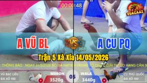 Trận 5 Xà Xía 14/05/2026 - Gà Anh Cu Phú Quốc Đá Cựa Dính Như Keo