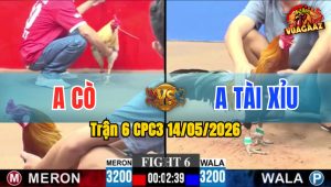 Trận 6 CPC3 14/05/2026 - Gà Xanh Canh Đá Đúng 1 Cựa Lụm Tiền