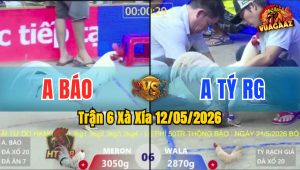 Trận 6 Xà Xía 12/05/2026 - Gà Anh Báo Có Đòn Cựa Quá Hiểm Hóc