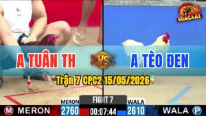 Trận 7 CPC2 15/05/2026 - Gà Bướm Anh Tèo Đen Quá Trâu Bò