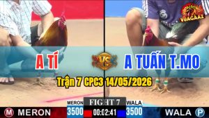 Trận 7 CPC3 14/05/2026 - Gà Anh Tuấn Đá Chân Cựa Quá Dính