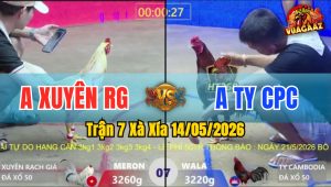 Trận 7 Xà Xía 14/05/2026 - Gà Anh Xuyên Rạch Giá Đá Đòn Quá Hiểm