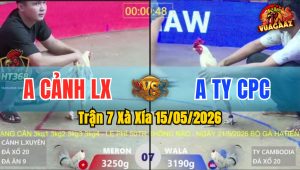 Trận 7 Xà Xía 15/05/2026 - Gà Anh Ty Campuchia Đá Cựa Thấy Nóng Lạnh