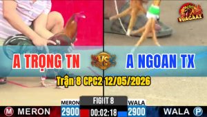 Trận 8 CPC2 12/05/2026 - Anh Trọng Khiến Đối Thủ Hoảng Sợ Bỏ Chạy