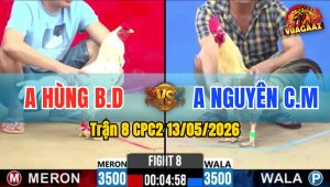 Trận 8 CPC2 13/05/2026 - Gà Anh Hùng Đâm Cựa Quá Hiểm Hóc