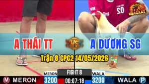 Trận 8 CPC2 14/05/2026 - Gà Úa Anh Dương Đá Nhanh Như Tên Bắn