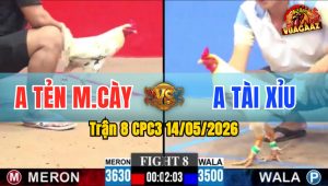 Trận 8 CPC3 14/05/2026 - Xanh Hạ Đỏ Chỉ Trong 1 Nốt Nhạc