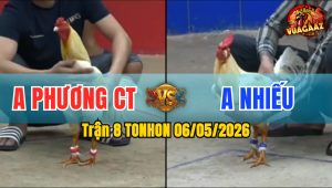 Trận 8 TONHON 06/05/2026 - Gà Anh Nhiều Đá Cựa Đâm Quá Hiểm