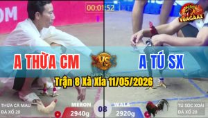 Trận 8 Xà Xía 11/05/2026 - Úa Lọt Cựa Giãy Đành Đạch Thua Gọn