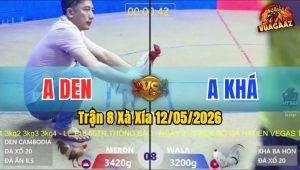 Trận 8 Xà Xía 12/05/2026 - Gà Anh Khá Chấp 2 Chấm Mà Đá Bao Thấm