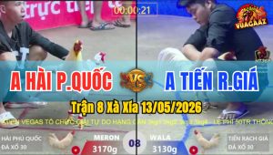 Trận 8 Xà Xía 13/05/2026 - Gà Anh Tiến Đá 1 Cựa Đỏ Gãy Cánh