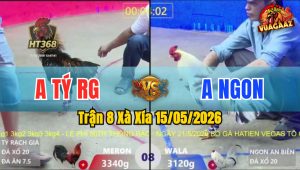 Trận 8 Xà Xía 15/05/2026 - Gà Bướm Ngon Cứ Nhấc Chân Là Dính Cựa