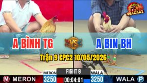 Trận 9 CPC2 10/05/2026 - Gà Anh Bình Canh Đá 1 Cây Mu Lưng Lụm Tiền