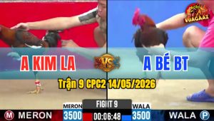 Trận 9 CPC2 14/05/2026 - Gà Anh Bé Bến Tre Đá Cái Bo Quá Khủng