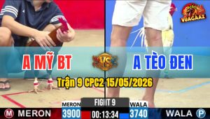 Trận 9 CPC2 15/05/2026 - Gà Bướm Anh Tèo Siết Mấy Chân Đỏ Té Xỉu