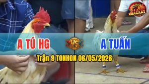 Trận 9 TONHON 06/05/2026 - Gà Anh Tú HG Đá Toàn Canh Đâm Đầu Cần