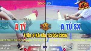Trận 9 Xà Xía 12/05/2026 - Gà Bướm Anh Tú Có Chân Cựa Chí Mạng