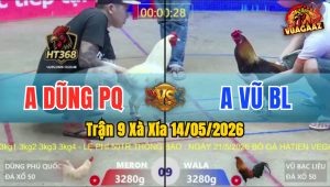 Trận 9 Xà Xía 14/05/2026 - Gà Điều Anh Vũ BL Đá Đâm Như Giang Hồ