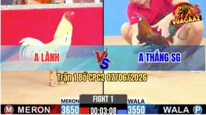 Trận 1 CPC2 07/06/2026 - Gà Bướm Anh Lành Có Chân Cựa Chí Mạng