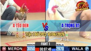 Trận 1 CPC2 10/06/2026 - Gà Cú Anh Tèo Đen Phản Ăn 1 Đẳng Cấp