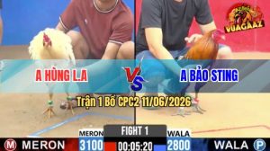 Trận 1 CPC2 11/06/2026 - Gà Bướm Hiệu Bảo Sting Mở Bát Thành Công