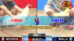 Trận 1 CPC2 12/06/2026 - Gà Bướm Anh Hoà Đá Canh Chặn Quá Hay