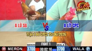 Trận 1 CPC2 15/06/2026 – Gà Anh Lũ Sài Gòn Đá Đòn Cựa Quá Khủng