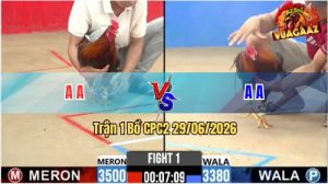 Trận 1 CPC2 29/06/2026 – Gà Xanh Đâm Cựa Quá Dã Man, Đỏ Lật Xe
