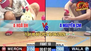 Trận 10 CPC2 10/06/2026 - Gà Bướm Anh Hoà ĐH Đá Đòn Cựa Quá Hiểm