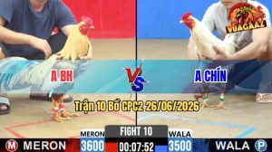 Trận 10 CPC2 26/06/2026 – Gà Chuối Anh Bình Hiệp Có Pha Lật Kèo