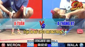 Trận 10 CPC3 08/06/2026 - Gà Điều Anh Tuấn Đá Mấy Chân Lụm Tiền