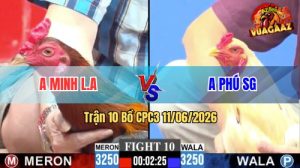 Trận 10 CPC3 11/06/2026 - Gà Điều Má Minh Đá Cái Bo Như Xe Đụng