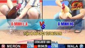 Trận 10 CPC3 13/06/2026 - Gà Điều Má Minh Đá Canh Chặn Quá Điềm Tĩnh