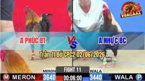 Trận 11 CPC2 02/06/2026 - Gà Anh Phúc Đá Toàn Canh Đâm Cựa Mu Lưng
