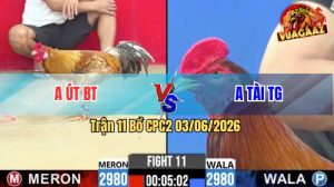 Trận 11 CPC2 03/06/2026 - Gà Cú Anh Út Bến Tre Đá Cựa Đâm Như Sát Thủ