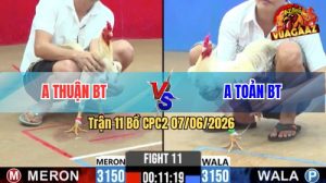 Trận 11 CPC2 07/06/2026 - Gà Anh Toản Đá Cựa Hiểm, Đỏ Hết Cứu