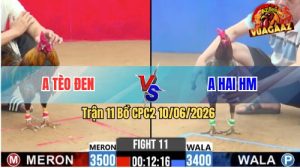 Trận 11 CPC2 10/06/2026 - Gà Xám Anh Hai Nạp Cựa Quá Khủng Khiếp